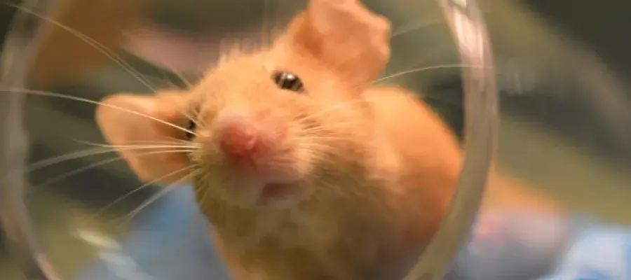 Mouse in tube